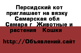 Персидский кот приглашает на вязку - Самарская обл., Самара г. Животные и растения » Кошки   